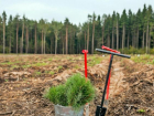 Липецкая область стала лидером в федеральном рейтинге лесного хозяйства