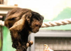 Липецкий зоопарк обзавелся редким приматом